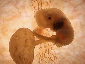 三代试管婴儿胚胎保存与保存费用有何差异？